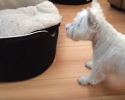 West Highland Terriers engage in hilarious game of peek-a-boo