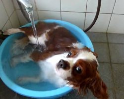 This Cavalier King Charles Spaniel LOVES The Bath!