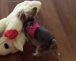 Tiny Dog Proudly Picks Out The Biggest Toy In The Pet Store