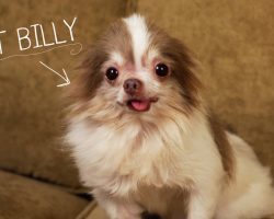 Tiny Puppy Mill Dog Was Stuck In Cage For So Long It Had Rusted Shut