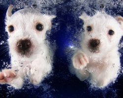 The Same Guy Who Photographed Dogs Underwater Did It Again. This Time With Puppies!