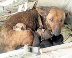 Woman Hears Crying Outside, Sees Newborn Human Baby Among Stray’s Puppies