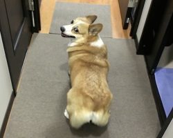 Corgi Shows Off His Mad Twerking Skills