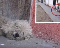 A Little Bit Of Love Transforms Poodle Who Was Living On The Streets