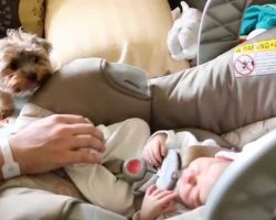 Tiny Yorkie Meets Newborn Baby For The First Time