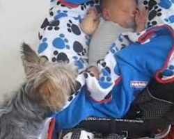 Loving Yorkshire Terrier Tucks Baby Into Pram