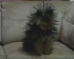 Cute Yorkie Dog Under Blanket Transformed By Static Electricity