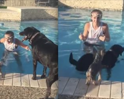 Yorkie’s Perfectly Timed Jump Into The Pool Has Whole Family Laughing