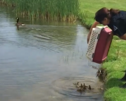 Cop Dumps 10 Orphaned Ducklings Into A Pond, And They Immediately Get A New Mom