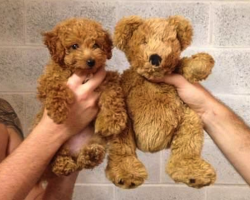 14 Dogs Who Are So Cute They Could Be Mistaken For Stuffed Toy Animals