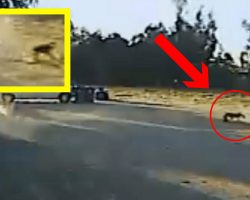 Puppy Was About To Be Devoured By Coyote, But Got Rescued By A Furry Hero