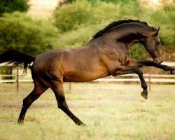 26 Best Horse Breeds Of The World