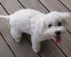 10 Best Bichon Frise Dog Names