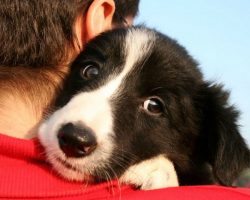 17 Things All Border Collie Owners Must Never Forget