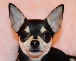 10 Best Chihuahua Dog Names