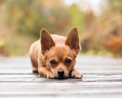 50 Most Popular Chihuahua Dog Names