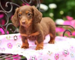 80 Top/Best/Most Popular Dachshund Names
