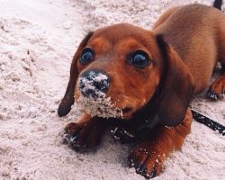 10 Best Dachshund Dog Names