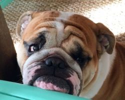 16 Reasons English Bulldogs Are The Worst Indoor Dog Breeds Of All Time