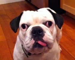 10 Unreal English Bulldog Cross Breeds You Have To See To Believe