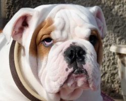 6 Cool Facts About English Bulldogs
