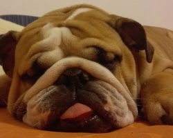 10 Best English Bulldog Dog Names