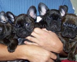 14 Signs You Are A Crazy French Bulldog Person