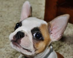 10 Unreal French Bulldog Cross Breeds You Have To See To Believe