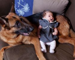 12 Important Reasons To Never Own German Shepherds