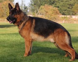 10 Best German Shepherd Dog Names