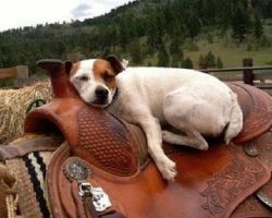 The 10 Most Awkward Jack Russell Sleeping Positions