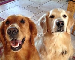 14 Signs You Are A Crazy Golden Retriever Person