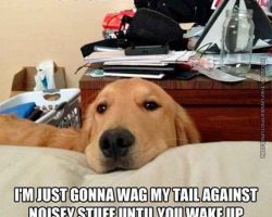 10 Pics Of Golden Retrievers That Will Make You Laugh Every Time