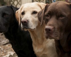 These Labradors Will Make You A Better Person