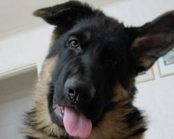 10 German Shepherds That Will Make You Laugh Every Time