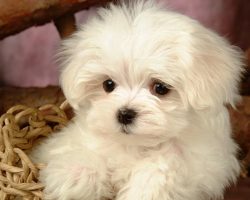 121 Most Popular Maltese Dog Names