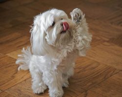 10 Best Maltese Dog Names