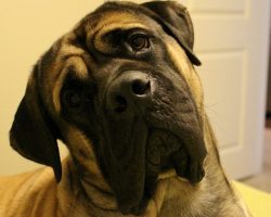 12 Signs You Are A Crazy Mastiff Person