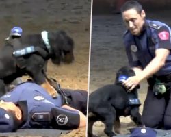 Police Dog Learns CPR To Save Police Officer’s Life