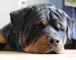 16 Things All Rottweiler Owners Must Never Forget
