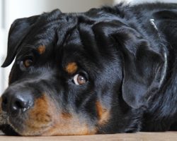 14 Reasons Rottweilers Are The Worst Indoor Dog Breeds Of All Time