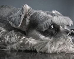 17 Things All Schnauzer Owners Must Never Forget