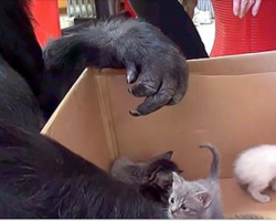 Gorilla receives a box of kittens for her birthday, instantly falls in love with them