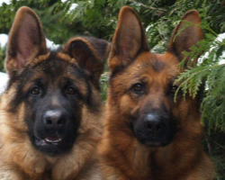 7 Reasons Why German Shepherds Are The Best Dogs Ever