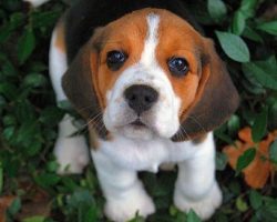 These 10 Beagles Will Make You A Better Person