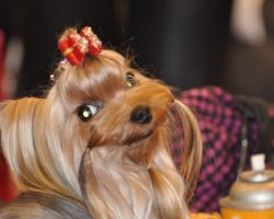Top 10 Things Yorkshire Terriers Don’t Like