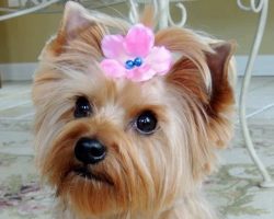 16 Reasons Yorkshire Terriers Are Not The Friendly Dogs Everyone Says They Are
