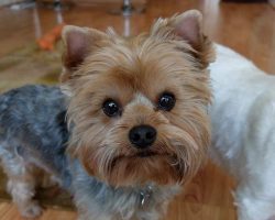16 Things All Yorkshire Terrier Owners Must Never Forget
