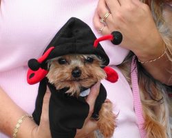 10 Costumes That Prove Yorkshire Terriers Always Win At Halloween