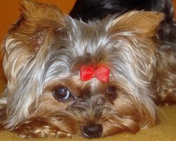 14 Signs You Are A Crazy Yorkshire Terrier Person